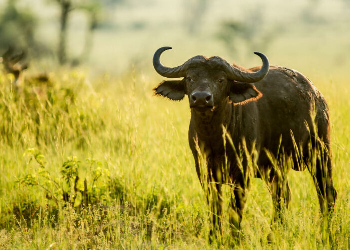 Fireants Adventures Limited