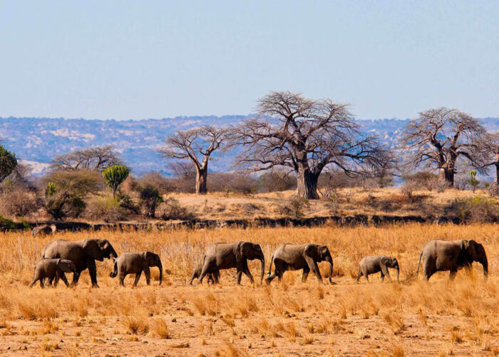 Fireants Adventures Limited