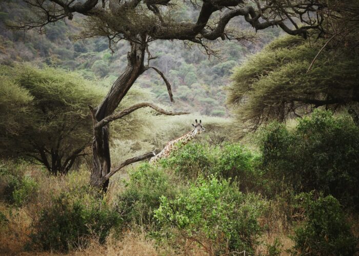 Fireants Adventures Limited