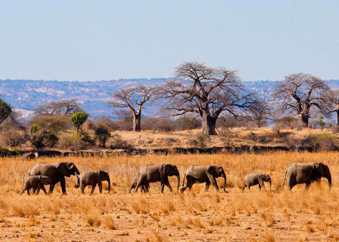 2 Days Safari - Tarangire & Ngorongoro Crater