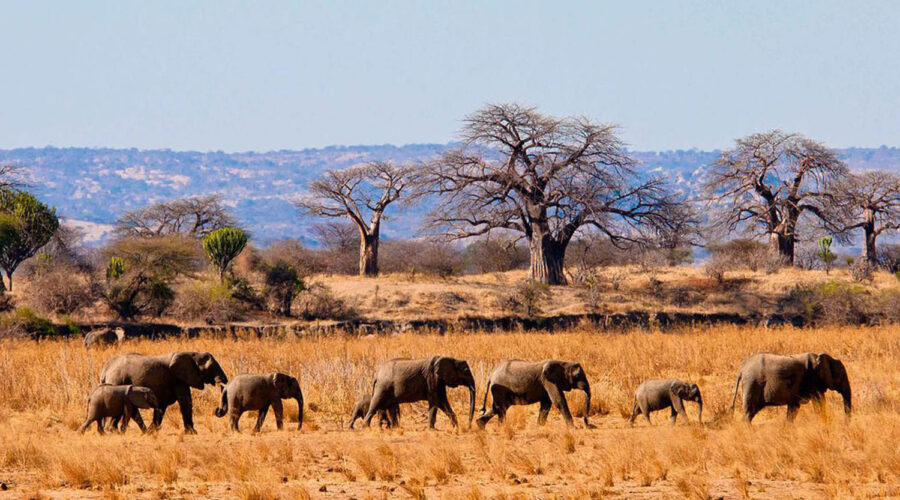 2 Days Safari - Tarangire & Ngorongoro Crater