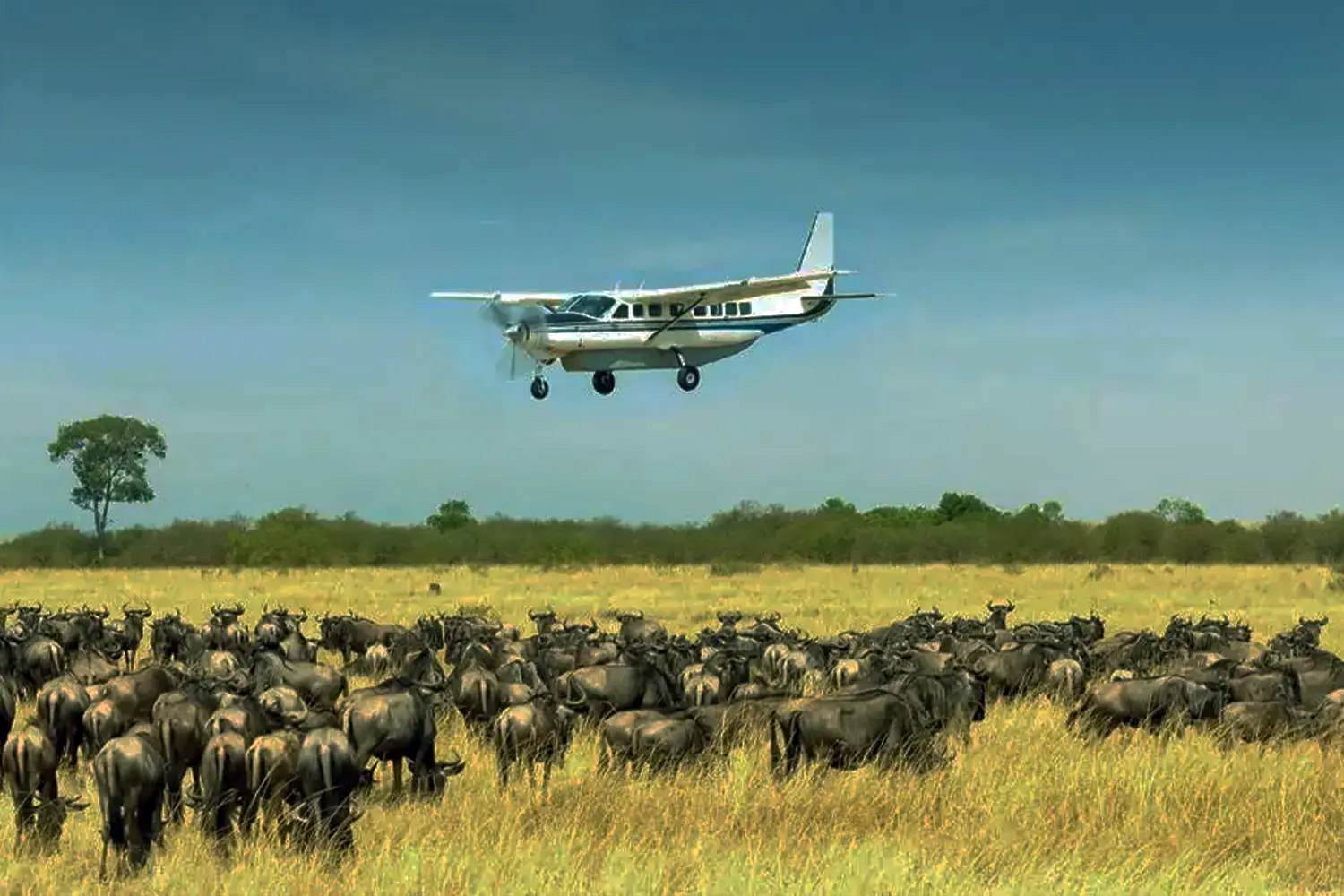 4-Day Fly-In Serengeti Migration & Ngorongoro Safari