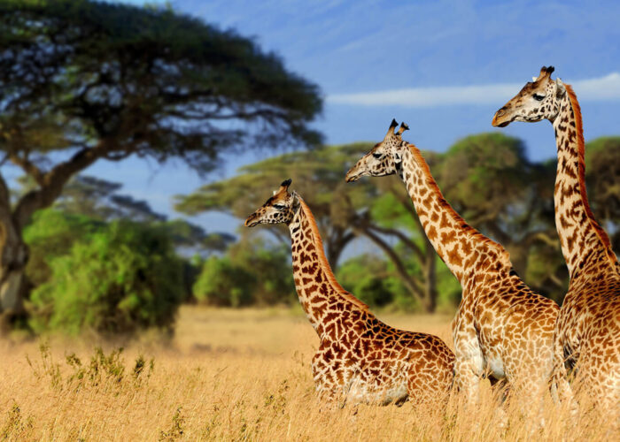 5-Day Tarangire Serengeti Ngorongoro Safari