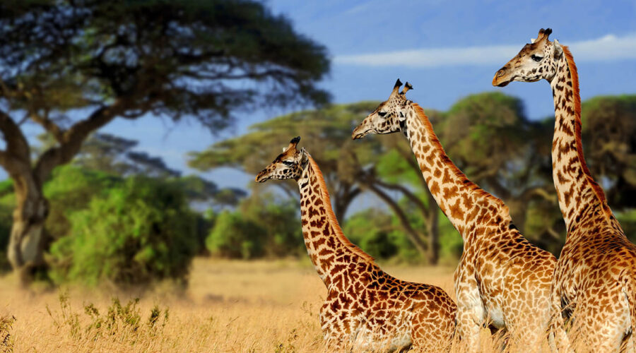 5-Day Tarangire Serengeti Ngorongoro Safari
