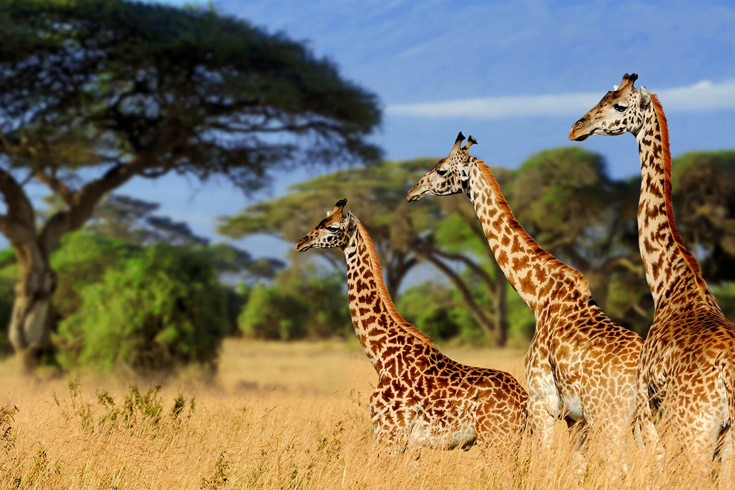 5-Day Tarangire Serengeti Ngorongoro Safari