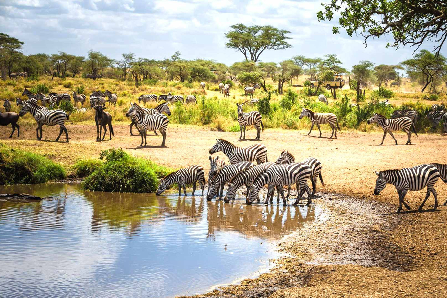 Karibu Karatu Mid-Range Safari Programs